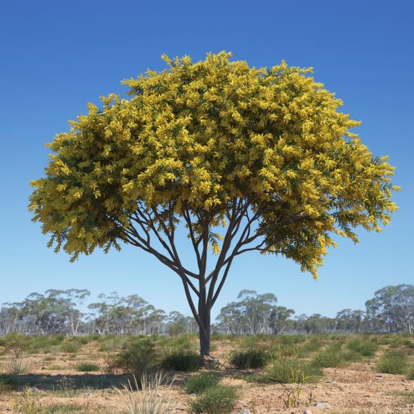 درخت پیگنانتا